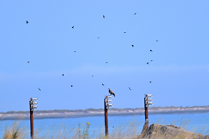 Purple Martin
